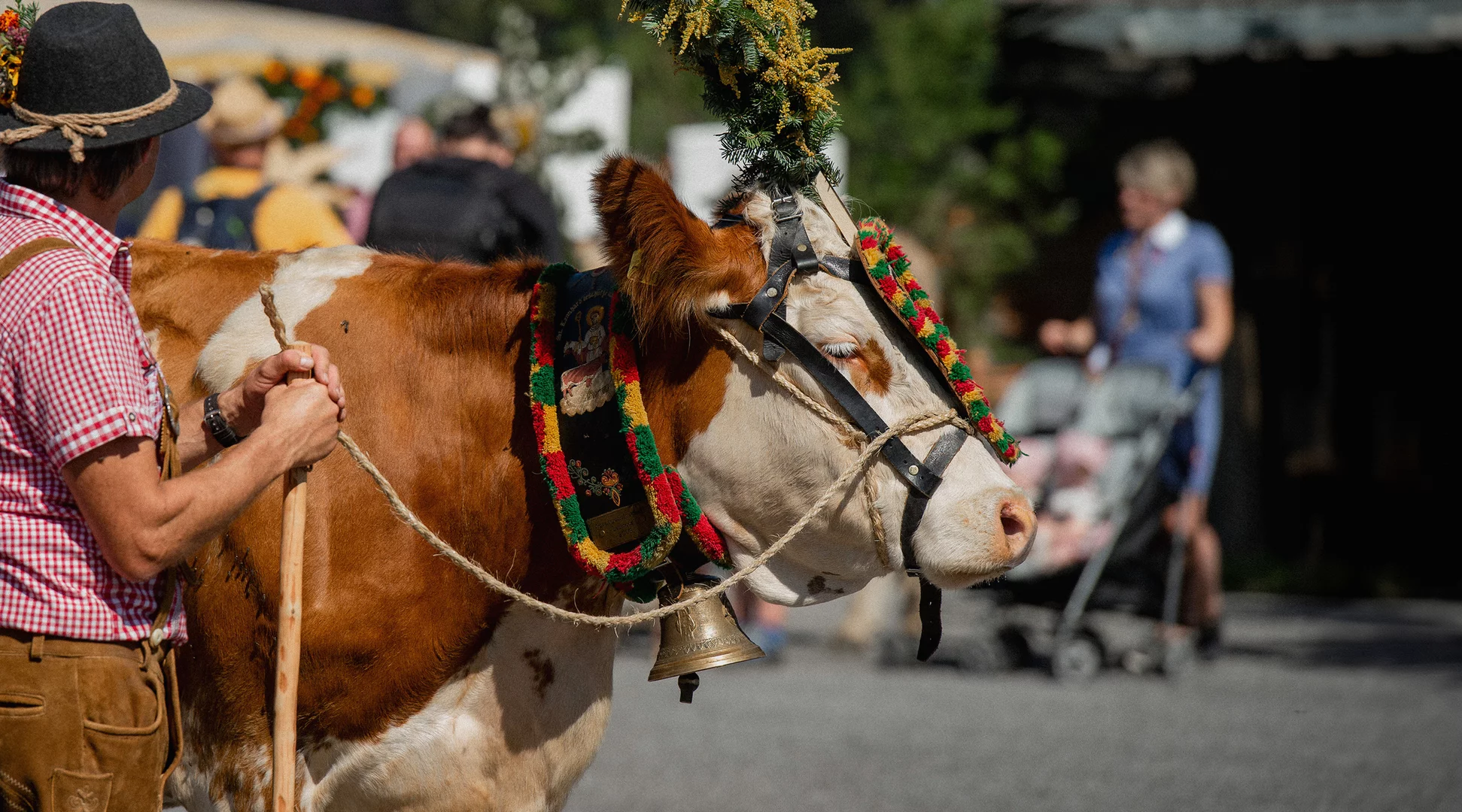 Almabtrieb | © Tiroler Zugspitz Arena/BiancaMcCarty Eine prächtig geschmückte Kuh | © Tiroler Zugspitz Arena/BiancaMcCarty